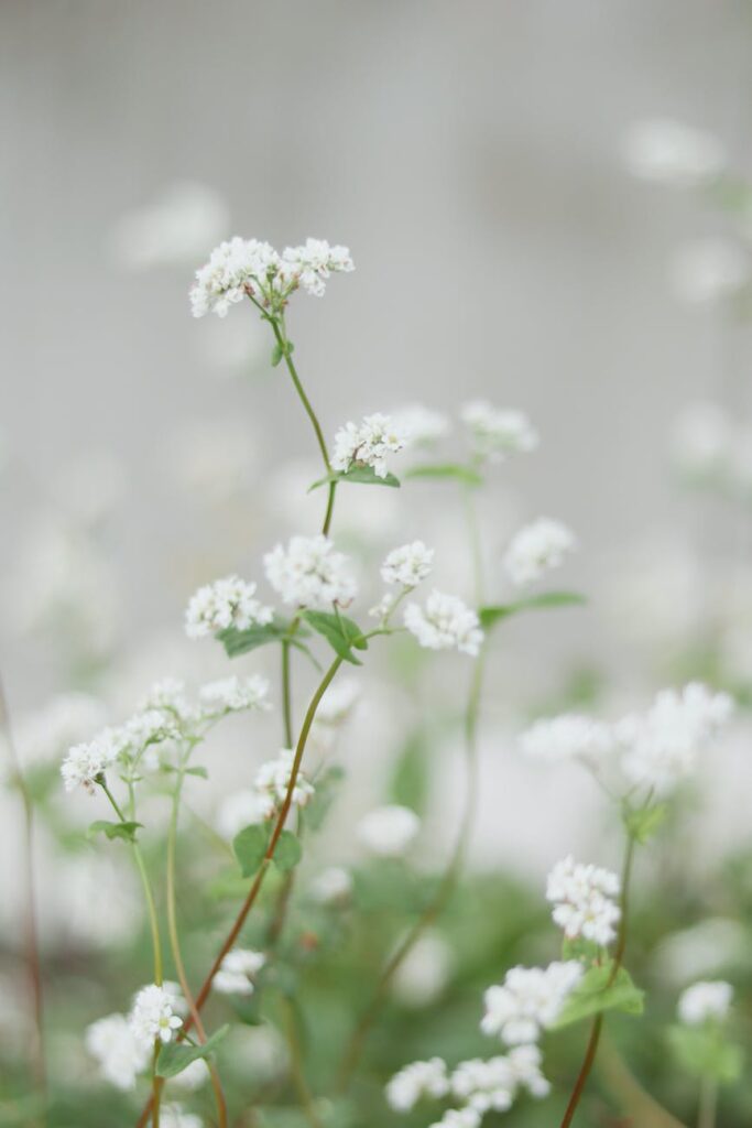 blooming white flowers on thin stems in field in nature