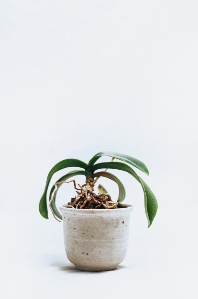 green leafed orchid plant on pot