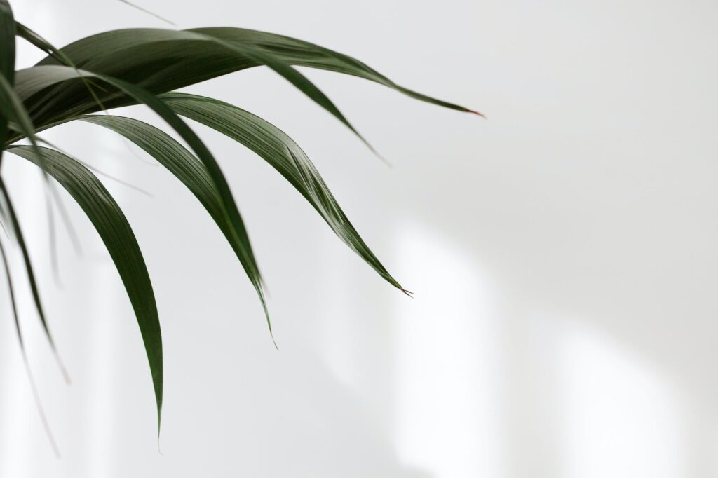 green leaves beside white wall